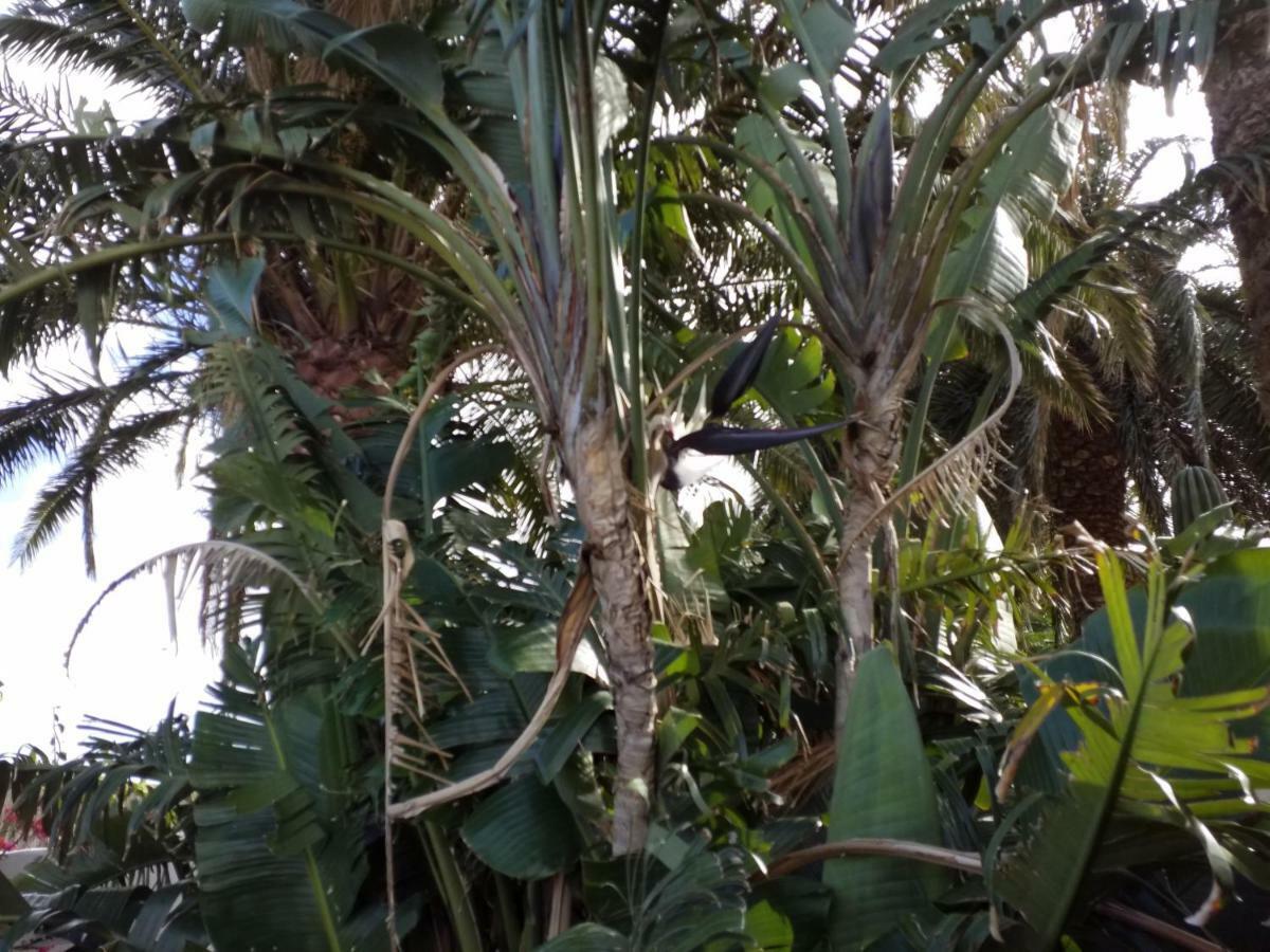 Palmeras Ingenio Exterior photo